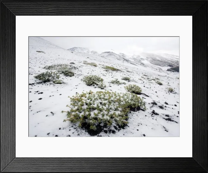Framed Print : A rare endemic milk vetch on Mt. Etna, in snow and hail: Astragalus granatensis ssp. siculus. Sicily Framed Print : A rare endemic milk vetch on Mt. Etna, in snow and hail: Astragalus granatensis ssp. siculus. Sicily