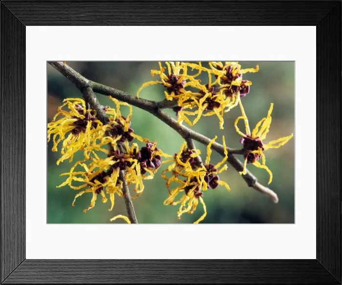 Framed Print : Hamamelis. ME-1699. Hamamelis - in spring Framed Print : Hamamelis. ME-1699. Hamamelis - in spring