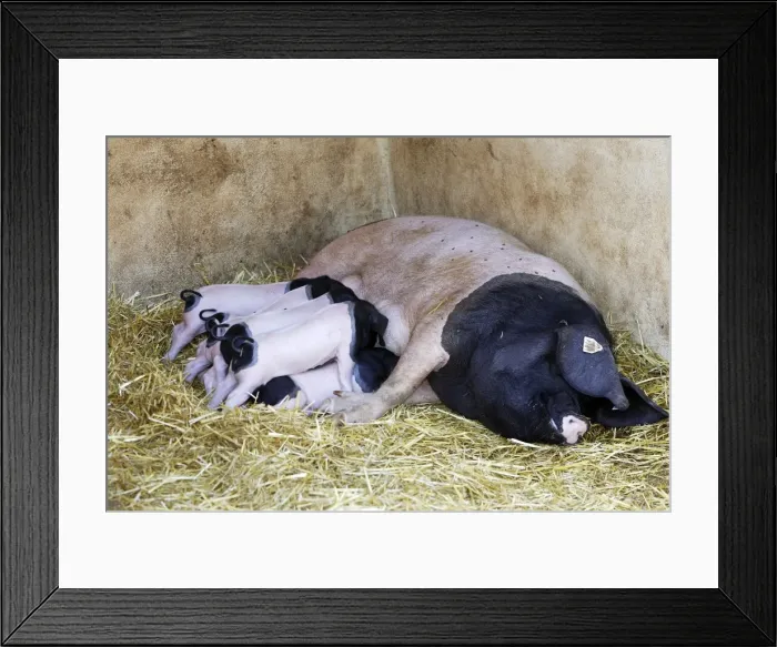 Framed Print : Basque Pig- female with 7 day old piglets. France Framed Print : Basque Pig- female with 7 day old piglets. France