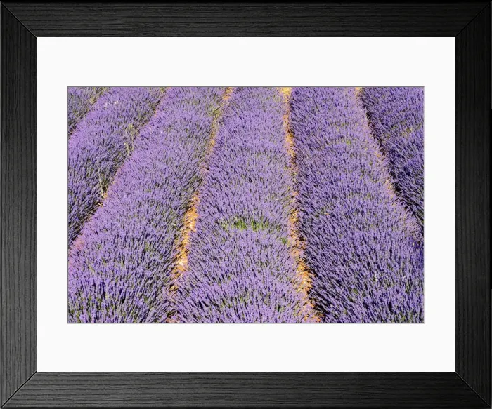 Framed Print : Lavandin - Lavender Lavender properties: anti-infective, spasmolytic, analgesic, local anesthetic, diuretics, worming, calming, anti-depressive, healing Sault, Vaucluse, France Framed Print : Lavandin - Lavender Lavender properties: anti-infective, spasmolytic, analgesic, local anesthetic, diuretics, worming, calming, anti-depressive, healing Sault, Vaucluse, France