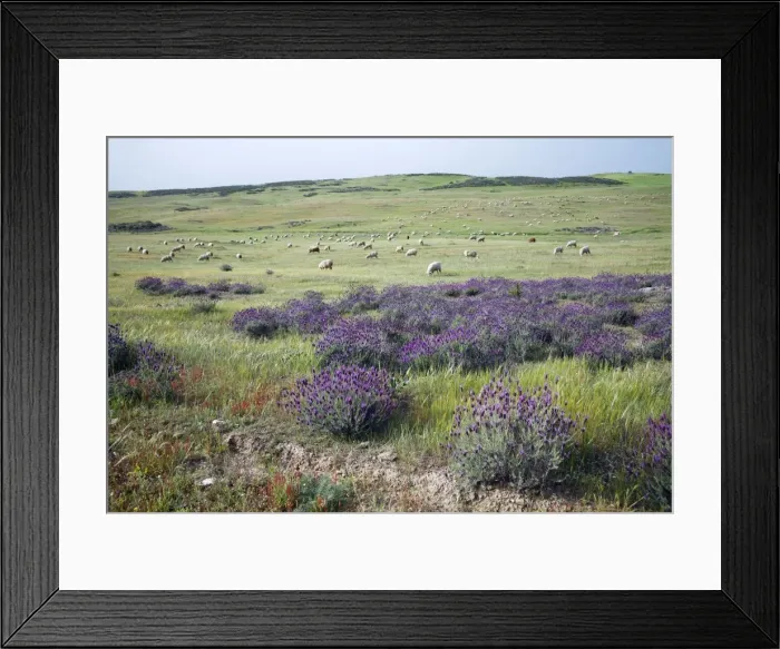 Framed Print : Sheep - flock of Merino grazing on hill land, Herdade de Sao Marcos Great Bustard Reseve and NP, beside township Castro Verde, Alentejo, Portugal Castro Verde region in Portugal is a mineral rich area of rolling hills known as a pene plain Framed Print : Sheep - flock of Merino grazing on hill land, Herdade de Sao Marcos Great Bustard Reseve and NP, beside township Castro Verde, Alentejo, Portugal Castro Verde region in Portugal is a mineral rich area of rolling hills known as a pene plain