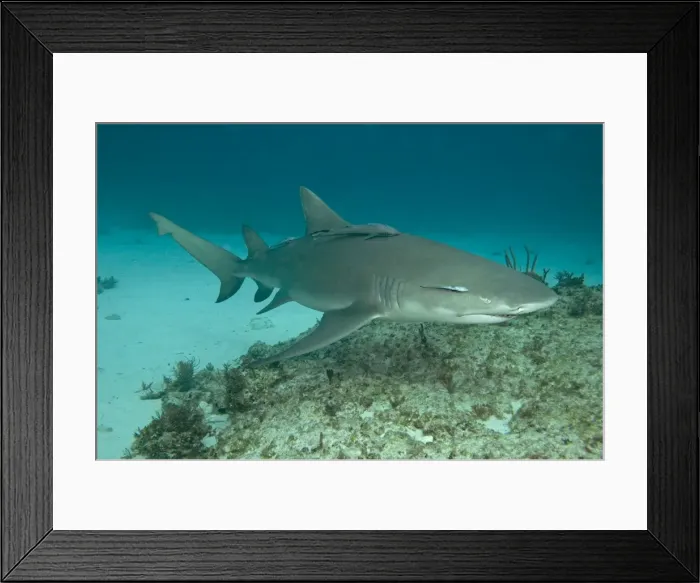 Framed Print : Lemon Shark - Bahamas Framed Print : Lemon Shark - Bahamas