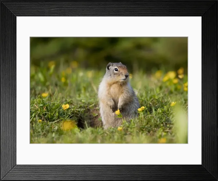 Framed Print : Columbian Ground Squirrel - Rockies - Canada Framed Print : Columbian Ground Squirrel - Rockies - Canada