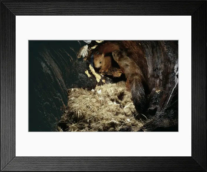 Framed Print : Red Squirrel UB 91 Pair in nest hole Sciurus vulgaris © Uno Berggren / ARDEA LONDON Framed Print : Red Squirrel UB 91 Pair in nest hole Sciurus vulgaris © Uno Berggren / ARDEA LONDON
