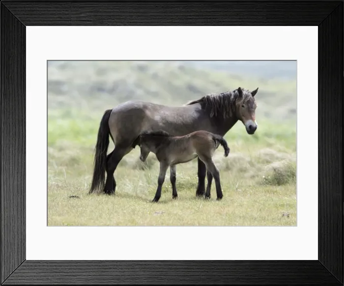Framed Print : Exmoor Pony - Mare suckling foal, De Bollekamer sand dune NP, Island of Texel, Holland Framed Print : Exmoor Pony - Mare suckling foal, De Bollekamer sand dune NP, Island of Texel, Holland
