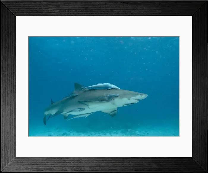 Framed Print : Lemon Shark - female is about to pup - the remoras are waiting to feed on the after birth - Bahamas Framed Print : Lemon Shark - female is about to pup - the remoras are waiting to feed on the after birth - Bahamas