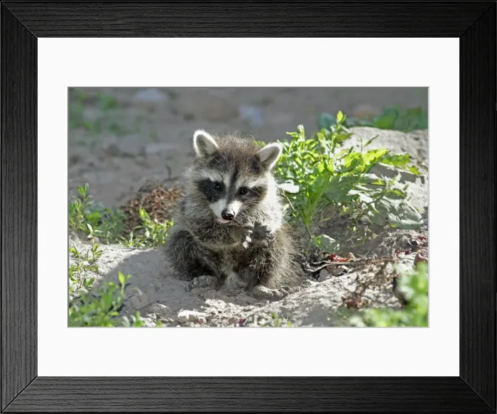Framed Print : Raccoon - baby animal feeding on fruit - Hessen - Germany Framed Print : Raccoon - baby animal feeding on fruit - Hessen - Germany