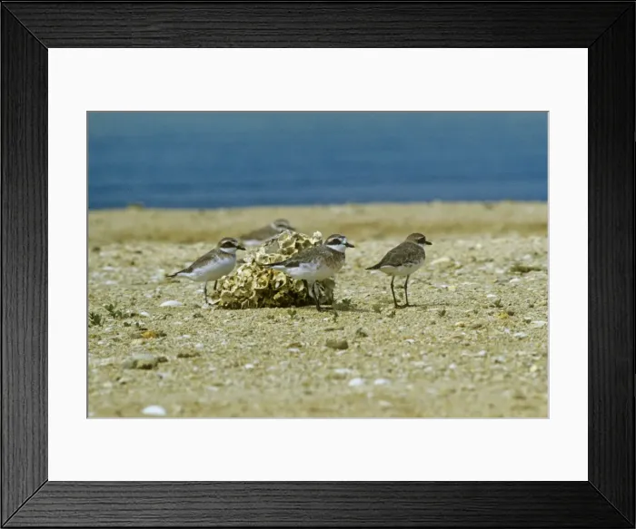 Framed Print : Caspian Plover - winter Framed Print : Caspian Plover - winter