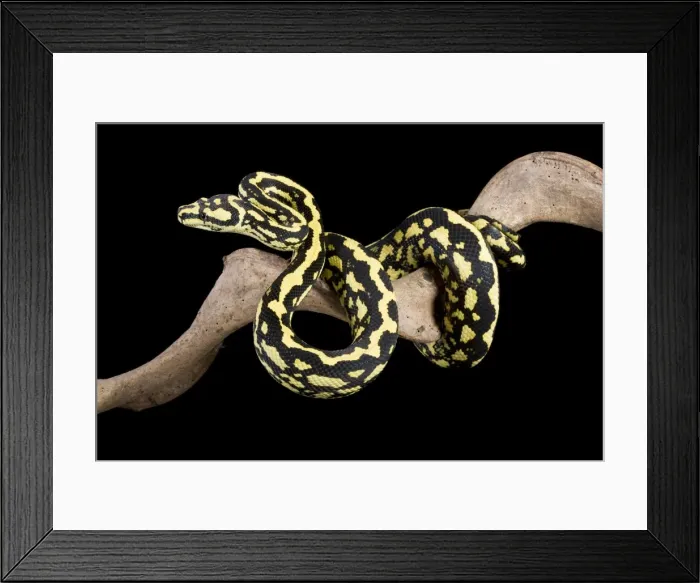 Framed Print : Jungle Carpet Python - Cheynei sub-species - Australia - New-Guinea Framed Print : Jungle Carpet Python - Cheynei sub-species - Australia - New-Guinea