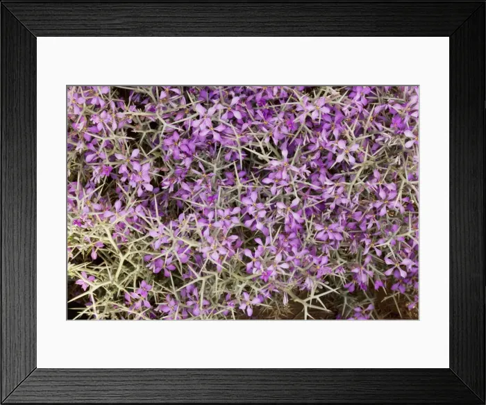 Framed Print : Spiny bushy crucifer - in the Moroccan Sahara Desert, after very wet winter (spring 2009). Morocco Framed Print : Spiny bushy crucifer - in the Moroccan Sahara Desert, after very wet winter (spring 2009). Morocco