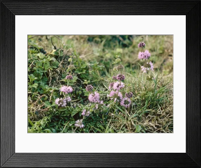 Framed Print : Penny Royal - Red data book rarity, New Forest, UK