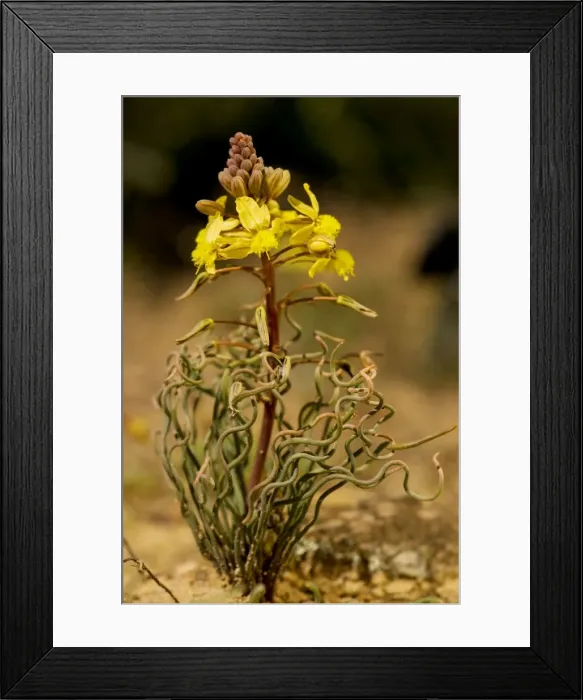 Framed Print : Bulbine torta, near Nieuwoudtville, Cape, South Africa Framed Print : Bulbine torta, near Nieuwoudtville, Cape, South Africa