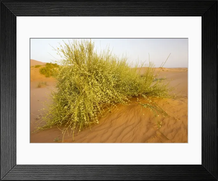 Framed Print : A large joint-pine - Moroccan Sahara Desert, after very wet winter (spring 2009). Morocco Framed Print : A large joint-pine - Moroccan Sahara Desert, after very wet winter (spring 2009). Morocco