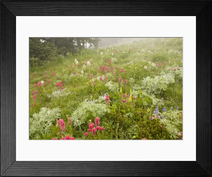 Framed Print : Spectacular mountain meadow in the mist, with Magenta Paintbrush, bracted lousewort etc. at Paradise, Mount Rainier, Cascade Mountains, Washington Framed Print : Spectacular mountain meadow in the mist, with Magenta Paintbrush, bracted lousewort etc. at Paradise, Mount Rainier, Cascade Mountains, Washington