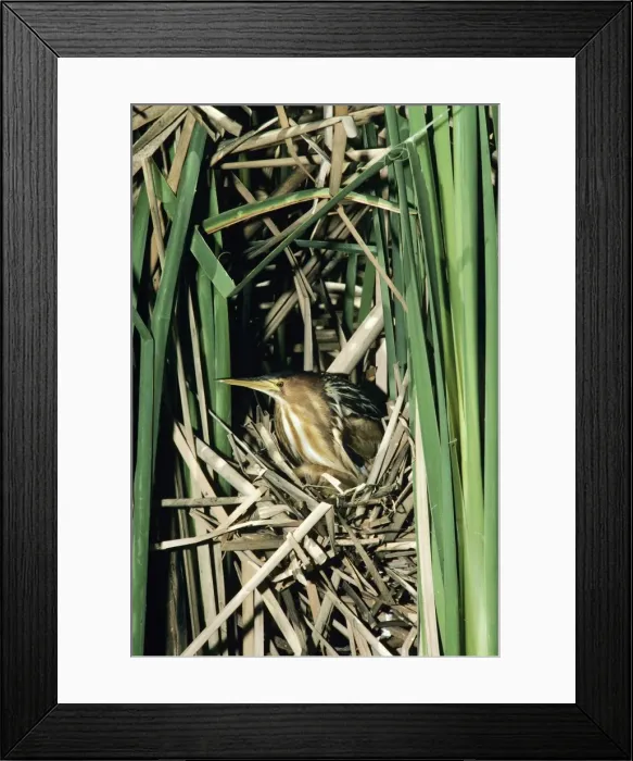 Framed Print : Little Bittern - female in reed nest Framed Print : Little Bittern - female in reed nest