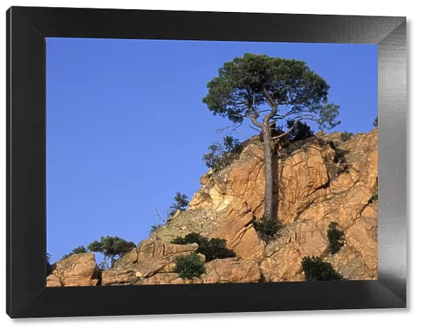 Tree growing out from rocky formation on mountain-side - Piana Calanches - Corsica