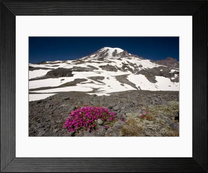 Framed Print : Cliff Penstemon (Penstemon rupicola) high on Mount Rainier, Cascade Mountains, Washington Framed Print : Cliff Penstemon (Penstemon rupicola) high on Mount Rainier, Cascade Mountains, Washington