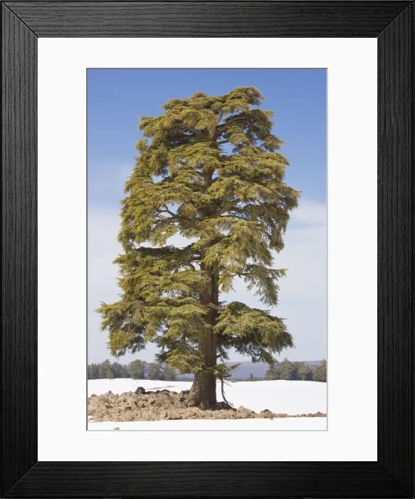 Framed Print : Atlas Cedar Tree - in winter in the Middle Atlas Mountains, Morocco