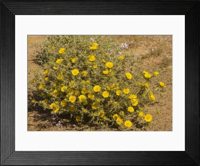 Framed Print : Asteriscus graveolens - Moroccan Sahara Desert, after very wet winter (spring 2009). Morocco Framed Print : Asteriscus graveolens - Moroccan Sahara Desert, after very wet winter (spring 2009). Morocco