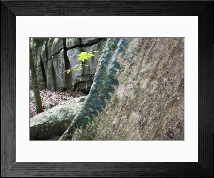 Framed Print : Tropical Rainforest - close-up of tree Central Suriname Nature Reserve South America Framed Print : Tropical Rainforest - close-up of tree Central Suriname Nature Reserve South America