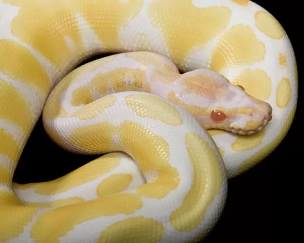 Royal  /  Ball Python - Albino mutation - Africa