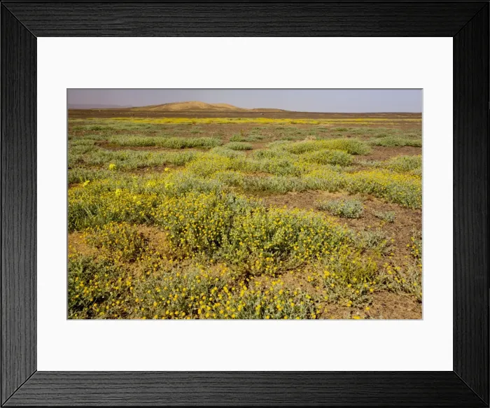 Framed Print : The desert in bloom. Mass of flowers, mainly a buttonweed Cotula cinerea, in the Moroccan Sahara Desert, after very wet winter (spring 2009). Near Merzouga, Morocco Framed Print : The desert in bloom. Mass of flowers, mainly a buttonweed Cotula cinerea, in the Moroccan Sahara Desert, after very wet winter (spring 2009). Near Merzouga, Morocco