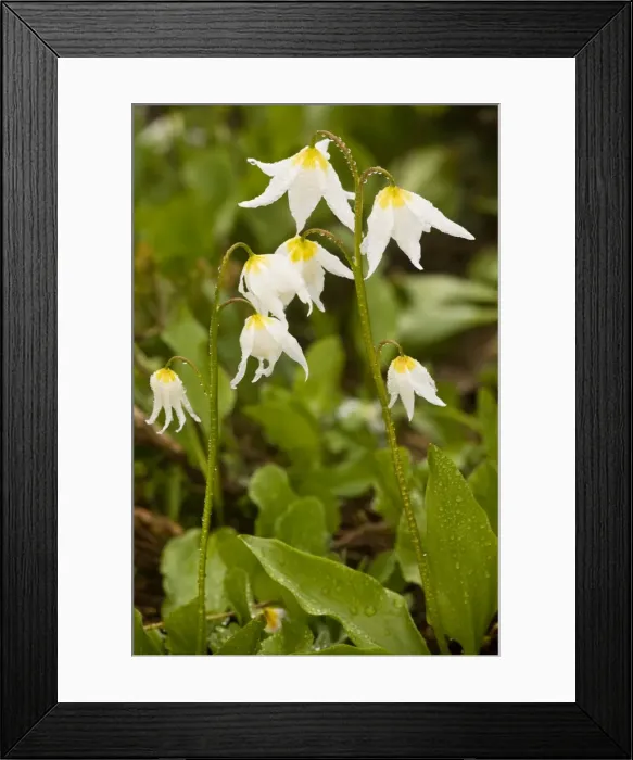 Framed Print : White Avalanche Lily (Erythronium montanum), on Mount Rainier, Cascade Mountains, Washington Framed Print : White Avalanche Lily (Erythronium montanum), on Mount Rainier, Cascade Mountains, Washington