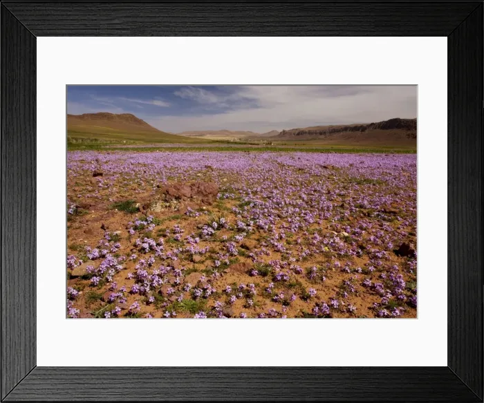 Framed Print : Mass of Stocks - in fields near Tallouine in south-west Morocco Framed Print : Mass of Stocks - in fields near Tallouine in south-west Morocco