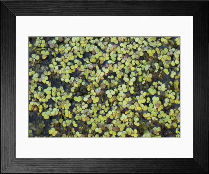 Framed Print : Greater Duckweed (Spirodela polyrhiza = Lemna) on pond surface. Hants Framed Print : Greater Duckweed (Spirodela polyrhiza = Lemna) on pond surface. Hants