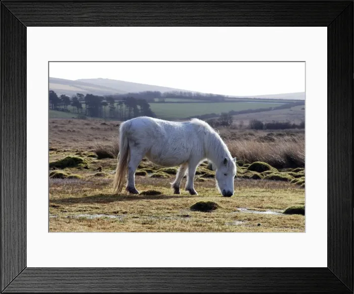 Framed Print : Dartmoor Pony in winter coat eating the last of the overgrazed winter grass Framed Print : Dartmoor Pony in winter coat eating the last of the overgrazed winter grass
