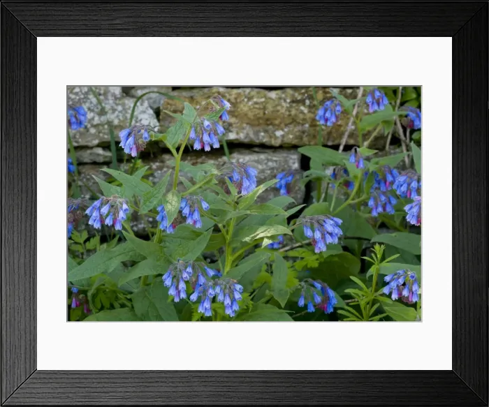 Framed Print : Rough Comfrey (Symphytum asperum) in flower, Sweden Framed Print : Rough Comfrey (Symphytum asperum) in flower, Sweden