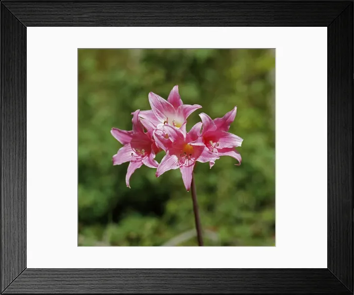 Framed Print : Belladonna Lily Framed Print : Belladonna Lily