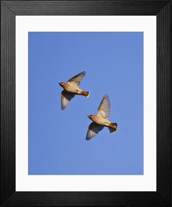 Framed Print : Waxwing - in flight - Oxon - UK - January Framed Print : Waxwing - in flight - Oxon - UK - January