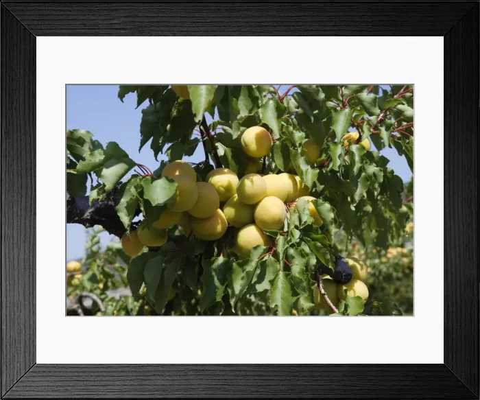 Framed Print : Apricot - fruit. Drome - France Framed Print : Apricot - fruit. Drome - France