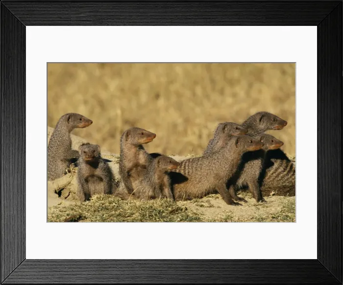 Framed Print : Banded Mongoose Framed Print : Banded Mongoose