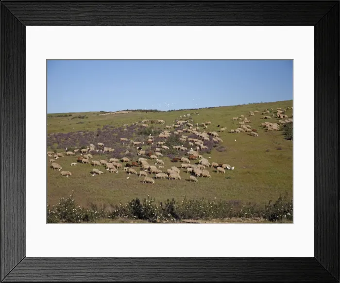 Framed Print : Sheep - flock of Merino grazing on hill land, Herdade de Sao Marcos Great Bustard Reseve and NP, beside township Castro Verde, Alentejo, Portugal Castro Verde region in Portugal is a mineral rich area of rolling hills known as a pene plain Framed Print : Sheep - flock of Merino grazing on hill land, Herdade de Sao Marcos Great Bustard Reseve and NP, beside township Castro Verde, Alentejo, Portugal Castro Verde region in Portugal is a mineral rich area of rolling hills known as a pene plain