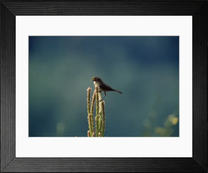 Framed Print : Icterine Warbler Framed Print : Icterine Warbler