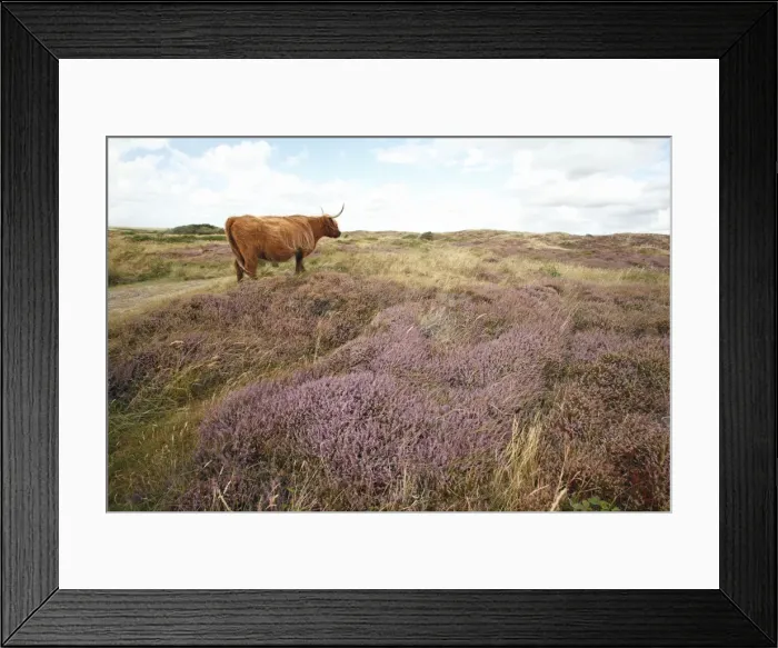 Framed Print : Scottish Highland Cattle - cow standing in sand dune - National Park - Texel Island - Holland Framed Print : Scottish Highland Cattle - cow standing in sand dune - National Park - Texel Island - Holland