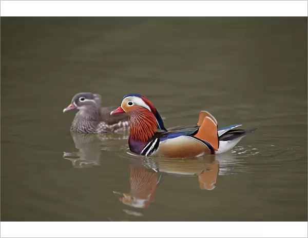 Mandarin Duck - pair swimming on lake - Hessen - Germany