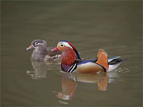 Mandarin Duck - pair swimming on lake - Hessen - Germany
