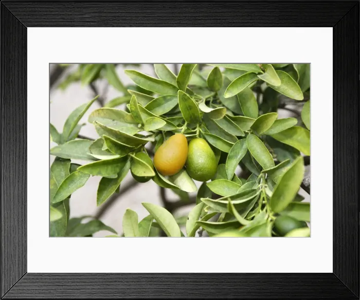 Framed Print : Fruit - Kumquat. France Framed Print : Fruit - Kumquat. France