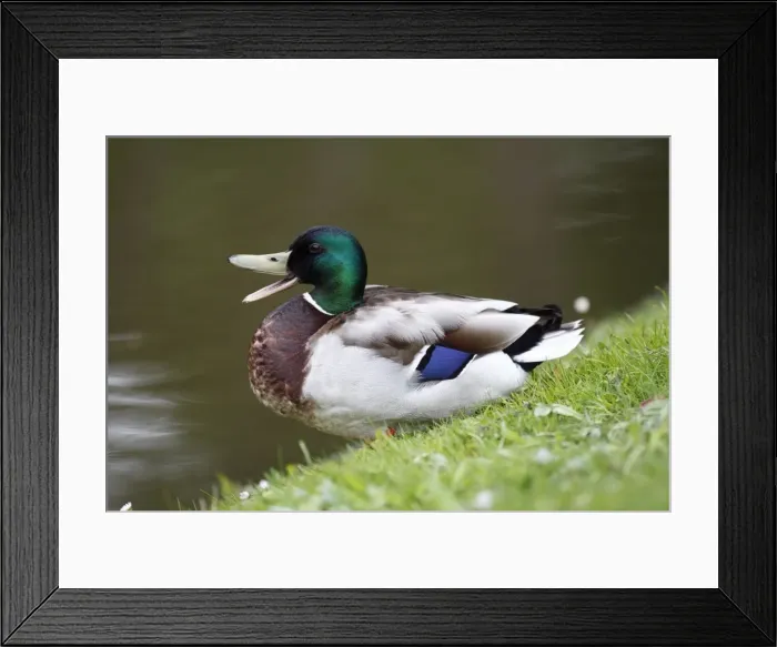 Framed Print : Mallard - drake at edge of lake calling - Hessen - Germany Framed Print : Mallard - drake at edge of lake calling - Hessen - Germany
