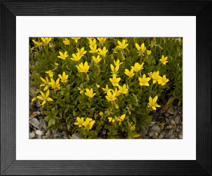 Framed Print : Marsh saxifrage (Saxifraga hirculus). Beautiful but rare saxifrage. Also sometimes grown in gardens Framed Print : Marsh saxifrage (Saxifraga hirculus). Beautiful but rare saxifrage. Also sometimes grown in gardens