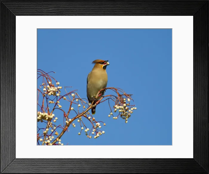 Framed Print : Waxwing - feeding on berries - Oxon - UK - January Framed Print : Waxwing - feeding on berries - Oxon - UK - January