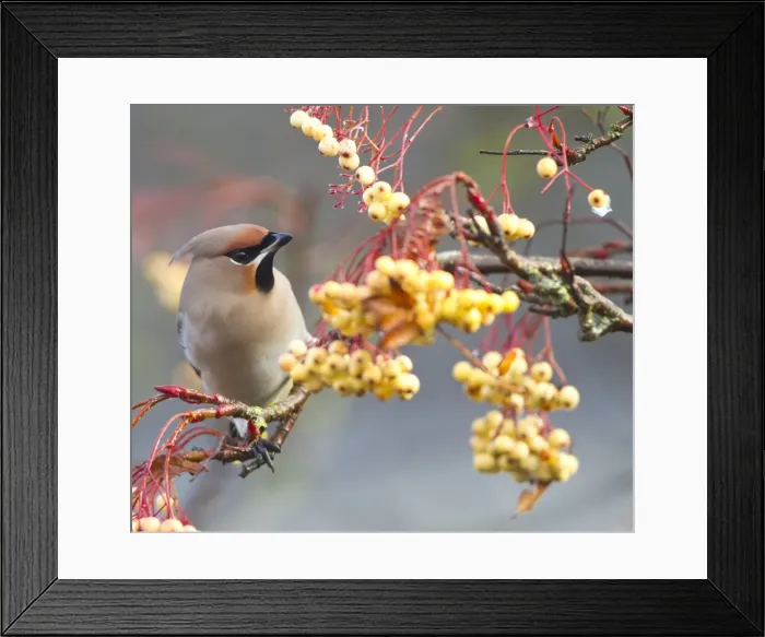 Framed Print : Waxwing - feeding on berries - Oxon - UK - December Framed Print : Waxwing - feeding on berries - Oxon - UK - December