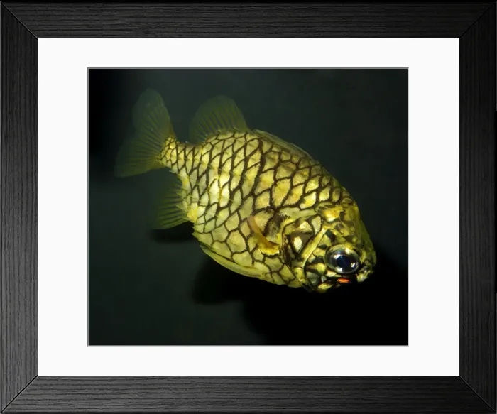 Framed Print : Pinecone Fish. Japanese seas Framed Print : Pinecone Fish. Japanese seas