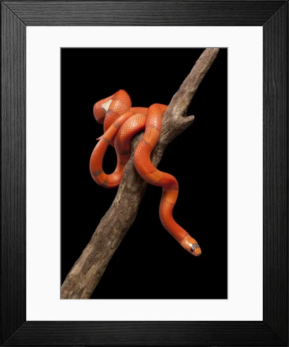 Framed Print : Honduran Milk Snake - Hypo vanishing mutation - North and Central America - these snakes eat other snakes even venomous ones (ophiophagy) - some species of kingsnake have coloration Framed Print : Honduran Milk Snake - Hypo vanishing mutation - North and Central America - these snakes eat other snakes even venomous ones (ophiophagy) - some species of kingsnake have coloration