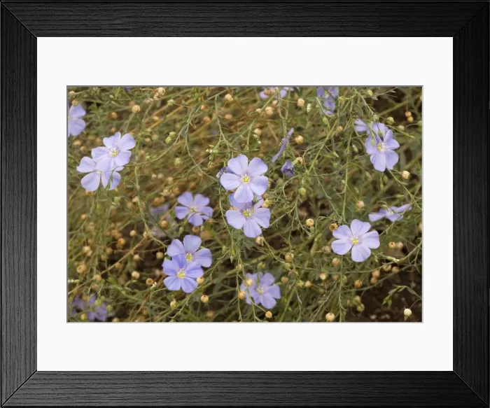 Framed Print : Perennial flax (Linum perenne), garden Framed Print : Perennial flax (Linum perenne), garden