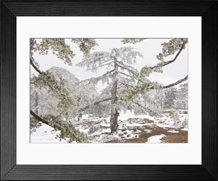 Framed Print : Ancient Black Pine forest - in snow and freezing fog, high in the Troodos Mountains, Greek Cyprus (south) Framed Print : Ancient Black Pine forest - in snow and freezing fog, high in the Troodos Mountains, Greek Cyprus (south)