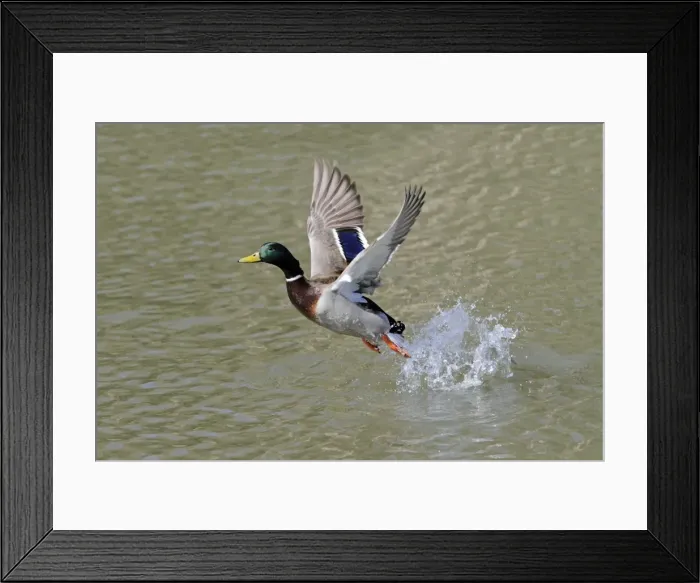 Framed Print : Mallard - in flight taking off from lake - Hessen - Germany Framed Print : Mallard - in flight taking off from lake - Hessen - Germany